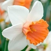 Daffodil Bulbs - Chromacolour