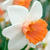 Daffodil Bulbs - Chromacolour