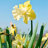 Daffodil Bulbs - Galactic Star
