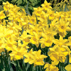Daffodil Bulbs - Golden Harvest