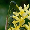 Daffodil Bulbs - Hawera