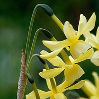 Daffodil Bulbs - Hawera