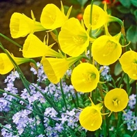 Daffodil Bulbs - Hoop Petticoat