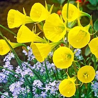 Daffodil Bulbs - Hoop Petticoat