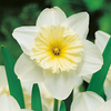 Daffodil Bulbs - Ice Follies