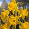Daffodil Bulbs - King Alfred