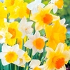 Daffodil Bulbs - Large Cup Mix