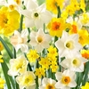 Daffodil Bulbs - Large Cup Mix