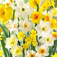 Daffodil Bulbs - Large Cup Mix