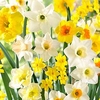 Daffodil Bulbs - Large Cup Mix
