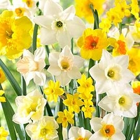 Daffodil Bulbs - Large Cup Mix