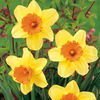 Daffodil Bulbs - Masked Light
