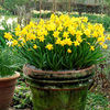 Daffodil Bulbs - Miniature Collection