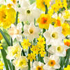 Daffodil Bulbs - Mix