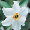 Daffodil Bulbs - Pheasant Eye