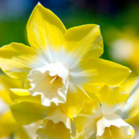 Daffodil Bulbs - Pipit