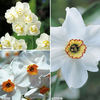 Daffodil Bulbs - Scented Collection