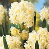 Daffodil Bulbs - Scented Collection