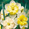 Daffodil Bulbs - Split Corona Changing Colours