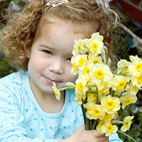 Daffodil Bulbs - Sundisc