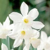 Daffodil Bulbs - Thalia