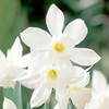 Daffodil Bulbs - Thalia