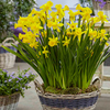 Daffodil Bulbs - Tweety Bird