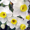 Daffodil (Cornish) Bulbs - Avalanche