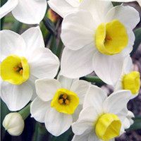 Daffodil (Cornish) Bulbs - Avalanche