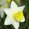 Daffodil (Cornish) Bulbs - Brunswick