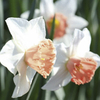 Daffodil (Cornish) Bulbs - Camilla Duchess of Cornwall
