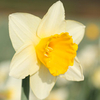 Daffodil (Cornish) Bulbs - Childrens Promise