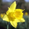 Daffodil (Cornish) Bulbs - Continuity Collection