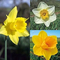 Daffodil (Cornish) Bulbs - Continuity Collection