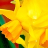 Daffodil (Cornish) Bulbs - Cornish Chuckles