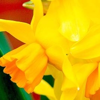 Daffodil (Cornish) Bulbs - Cornish Chuckles