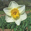 Daffodil (Cornish) Bulbs - Irish Minstrel