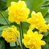 Daffodil (Cornish) Bulbs - Pencrebar