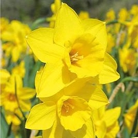 Daffodil (Cornish) Bulbs - Rosemoor Gold
