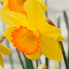 Daffodil (Cornish) Bulbs - Sacajawea