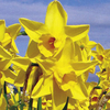 Daffodil (Cornish) Bulbs - Sweetness