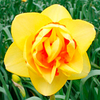 Daffodil (Cornish) Bulbs - Terwegen