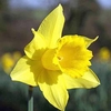 Daffodil (Cornish) Bulbs - Treglisson