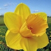 Daffodil (Cornish) Bulbs - Trelawney Gold
