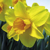 Daffodil (Cornish) Bulbs - Warleggan