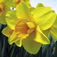 Daffodil (Cornish) Bulbs - Warleggan