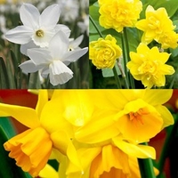 Daffodil (Cornish) Miniature Bulbs - Collection