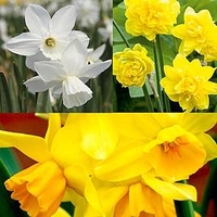Daffodil (Cornish) Miniature Bulbs - Collection