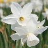 Daffodil (Cornish) Miniature Bulbs - Niveth