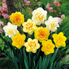 Daffodil Double Bulbs - Delicious Mix
